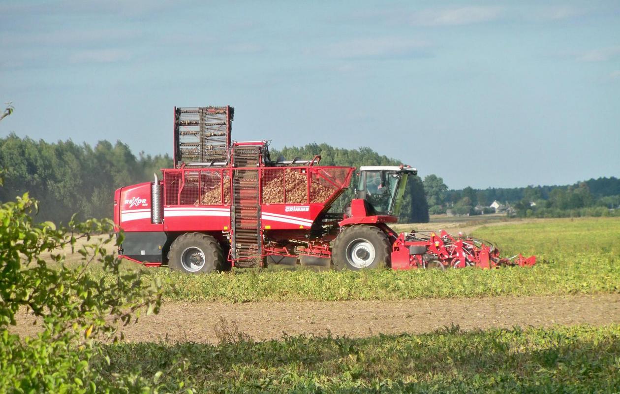 Свеклоуборочный комбайн Grimme Rexor 620. Беларусь, Минская область, Узденский район