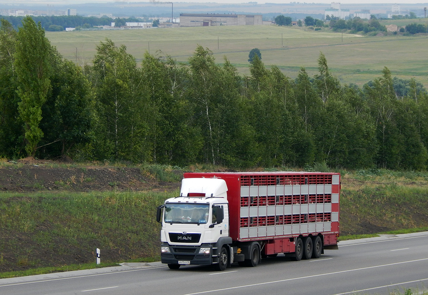 Седельный тягач MAN # М 675 СР 46 с полуприцепом-скотовозом. Белгородская область, Алексеевский район, автодорога Р-185 "Белгород - Павловск"